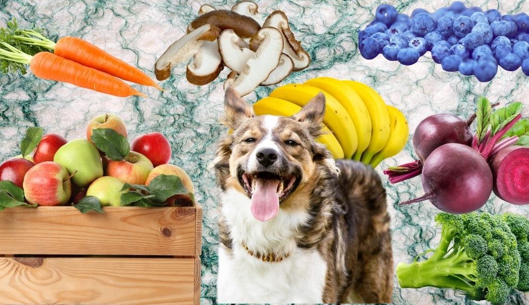 Cover image of Sasha Riess article on healthy dog ​​nutrition with the dog surrounded by allowed fruits, vegetables and mushrooms.