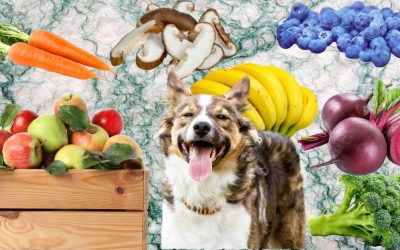Dog Nutrition: Allowed Fruits, Vegetables, and Mushrooms – A Complete Guide