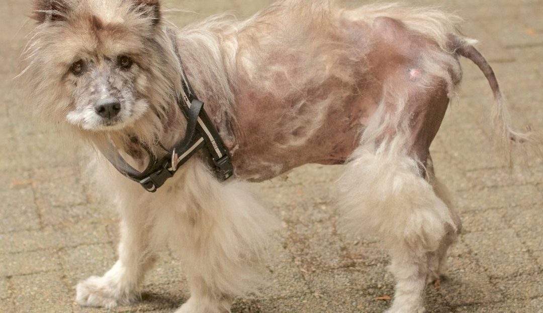 A dog with alopecia showing visible signs of thickened skin and hair loss patches