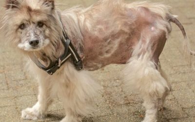 Alopecia in Dogs: Why Hair Cannot Break Through the Skin