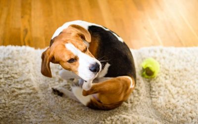 Anal Glands: Your Dog’s Invisible Signature and the Danger of “Blockage”