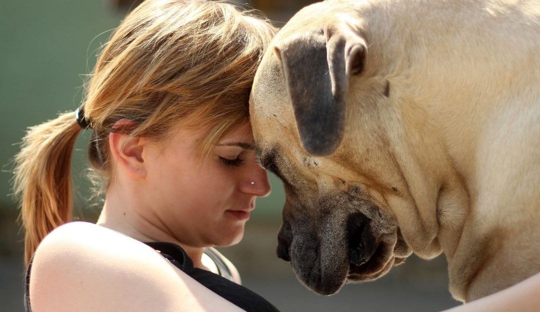 A Shared Nervous System: Why Dogs Today Break Under the Pressure of Our Lives