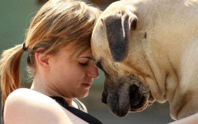 A Shared Nervous System: Why Dogs Today Break Under the Pressure of Our Lives