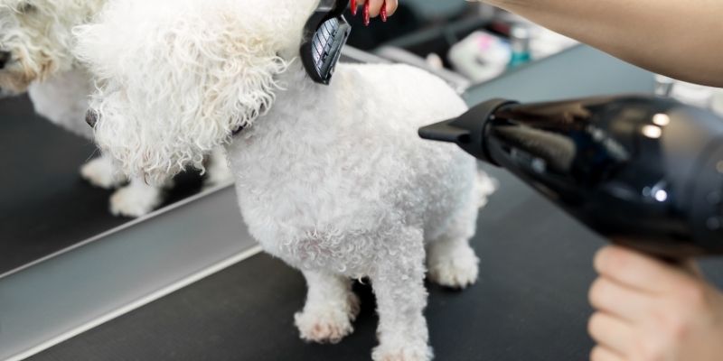 Bichon during the blow-drying and brushing process in the salon.