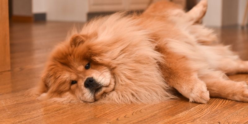 A clean and well-groomed chow-chow lies in a modern living room.