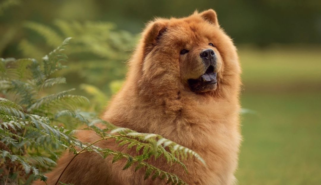 Chow Chow: The Myth of the “Cat-Like” Dog That Does Not Need Bathing