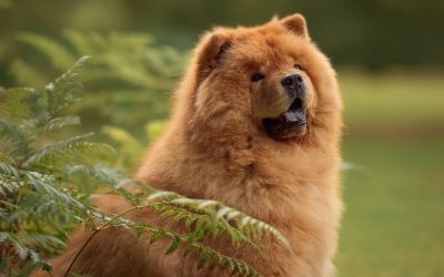 Chow Chow: The Myth of the “Cat-Like” Dog That Does Not Need Bathing
