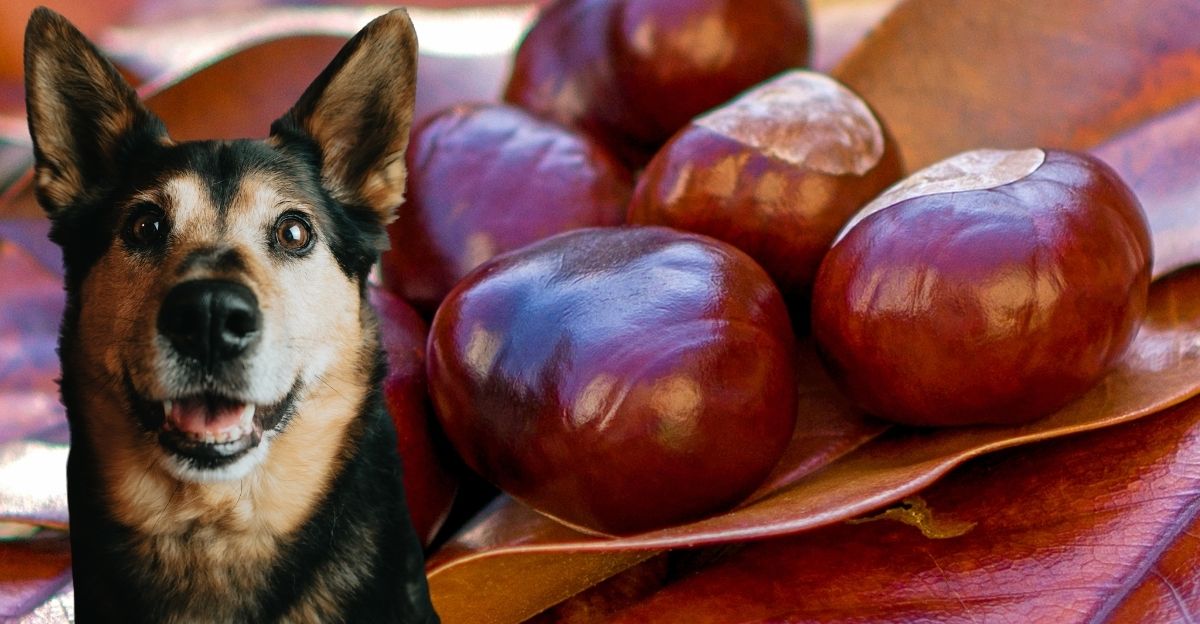 A dog next to large chestnuts highlighting the individual health needs in dog nutrition