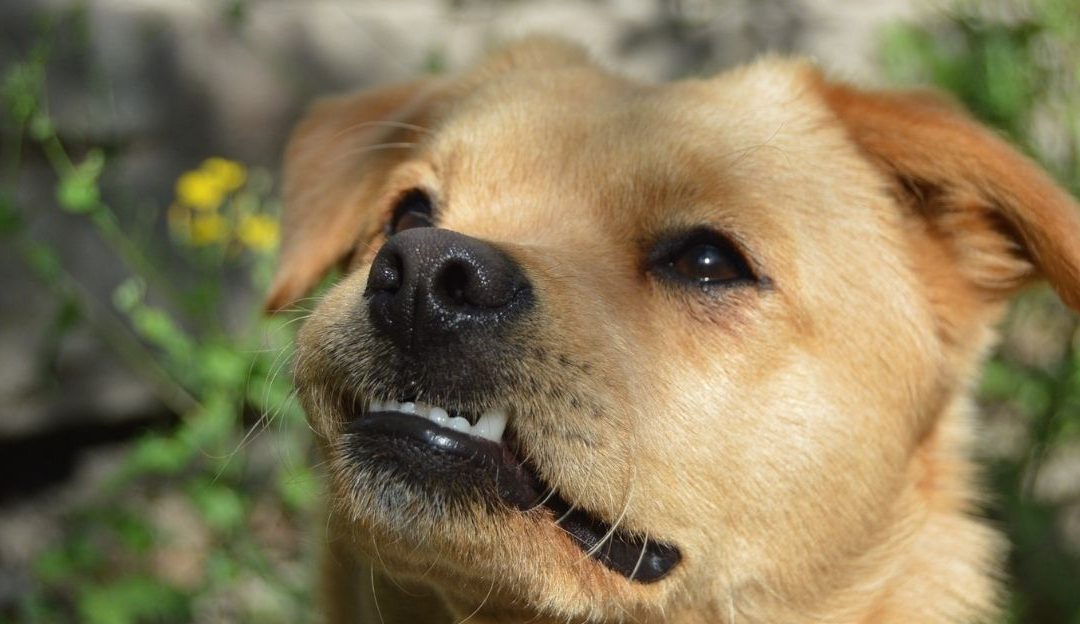 Dental Hygiene in Dogs: Why a Bone Is Better Than Any Toothbrush