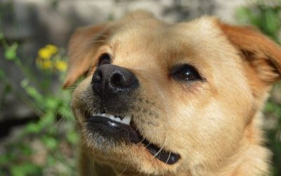 Dental Hygiene in Dogs: Why a Bone Is Better Than Any Toothbrush