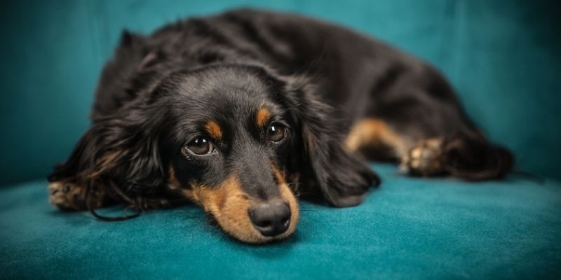 A perfectly balanced dog as a result that brings a creative flow in grooming.