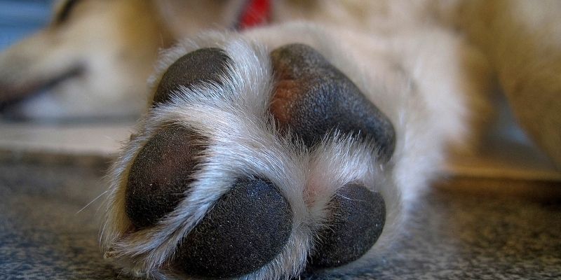 Macro photography of a dog's paw pad showing the thick skin layers relevant to a cut paw in dogs healing process
