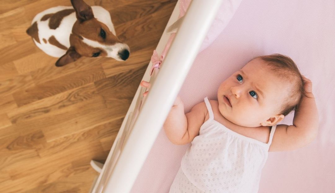 The relationship between dog and baby in the family system and the law of order.