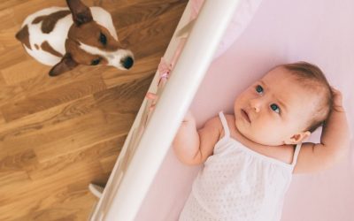 Dog and Baby: Has Your Love Taken Away the Dog’s Place in the Family?