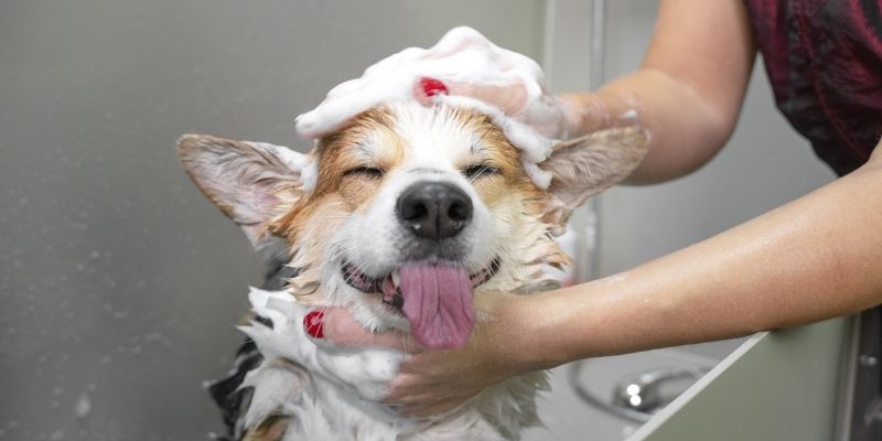A dog receiving a therapeutic bath to soften the skin as part of an alopecia protocol