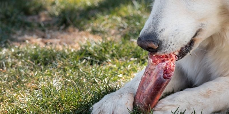 A dog that intensively chews on a large raw bone, naturally cleaning the teeth and gums.