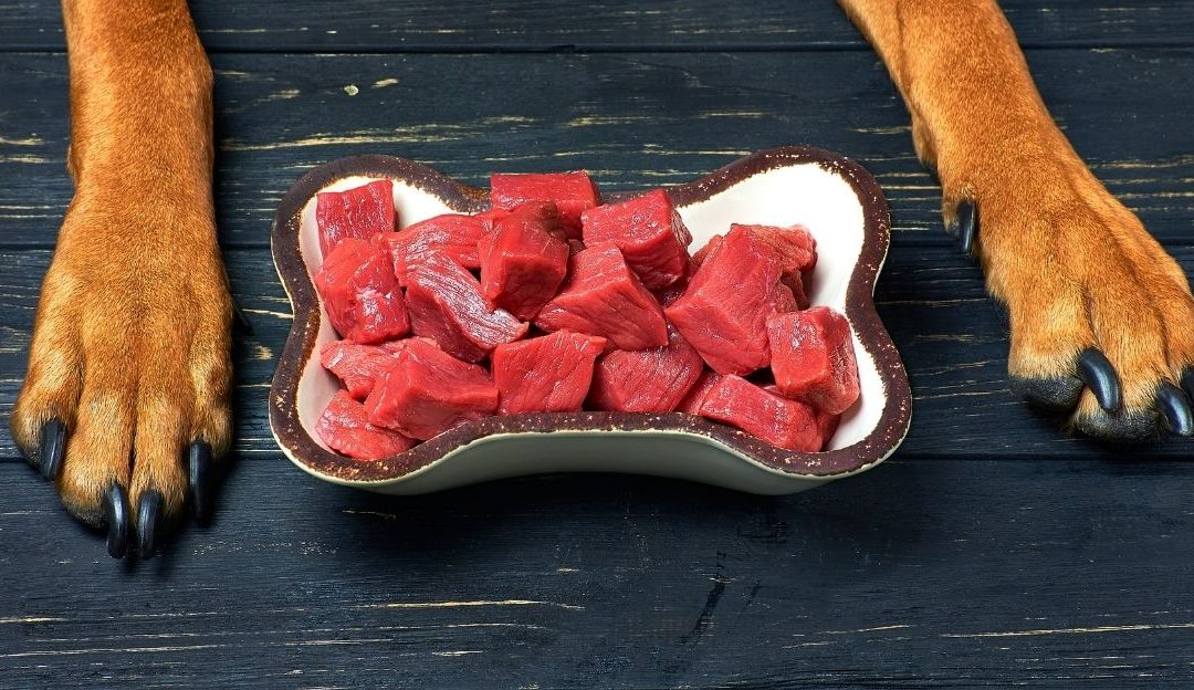 Black Stool in Dogs: Diet or a Reason for Concern?