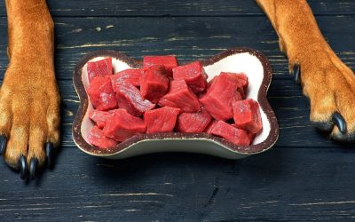 Black Stool in Dogs: Diet or a Reason for Concern?