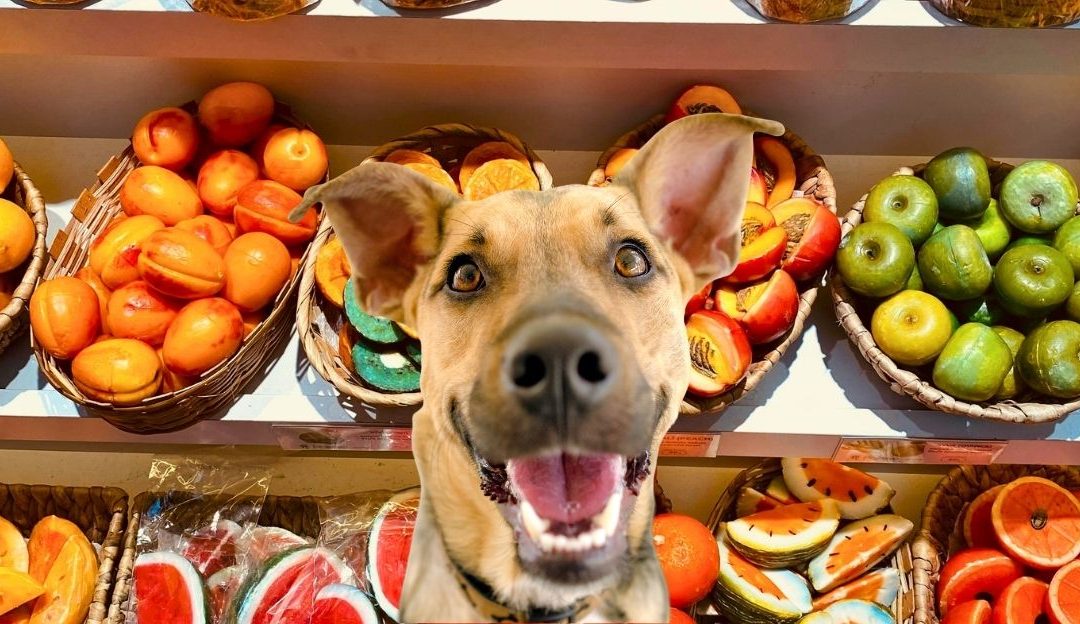Can Dogs Eat Oranges, Kiwi, Lemon, and Chestnuts?