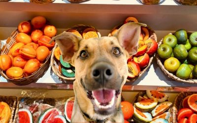 Can Dogs Eat Oranges, Kiwi, Lemon, and Chestnuts?