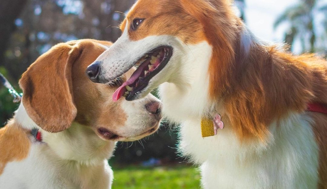 Dog Parks: The Real Cost of the Chaos We Call Play