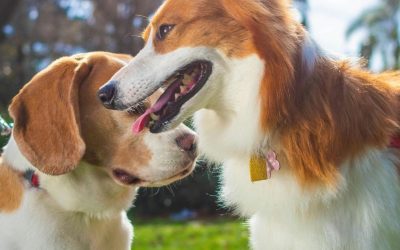 Dog Parks: The Real Cost of the Chaos We Call Play