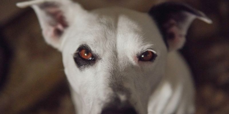 A dog's focused gaze showing why a dog lives in the moment and seeks stability from its leader