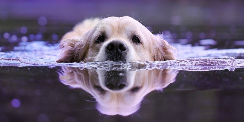 A dog reflecting in calm water representing the emotional mirror and anxiety in dogs