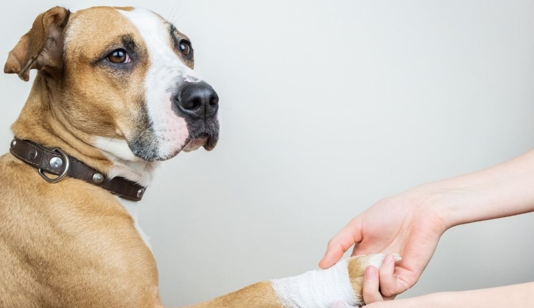 Cut Paw in Dogs: How It Heals and When It Becomes a Problem