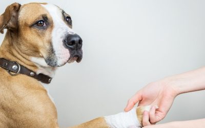 Cut Paw in Dogs: How It Heals and When It Becomes a Problem