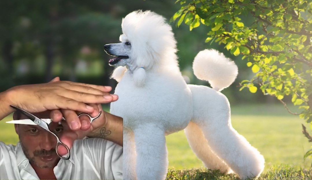 Poodle and close-up of hand properly holding dog clippers, focus on finger position.
