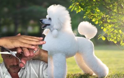 How to Choose the Best Dog Grooming Scissors: The Truth the Internet Cannot Sell