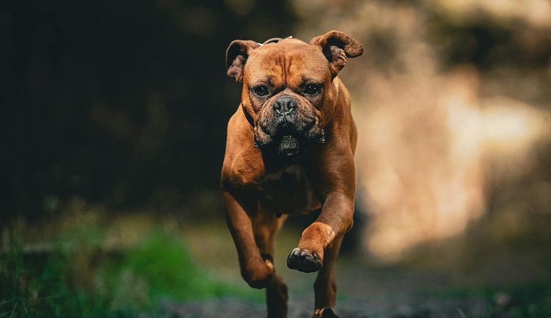 Dog Nutrition and Metabolism: Why a Universal Formula Does Not Exist