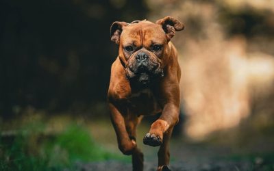 Dog Nutrition and Metabolism: Why a Universal Formula Does Not Exist