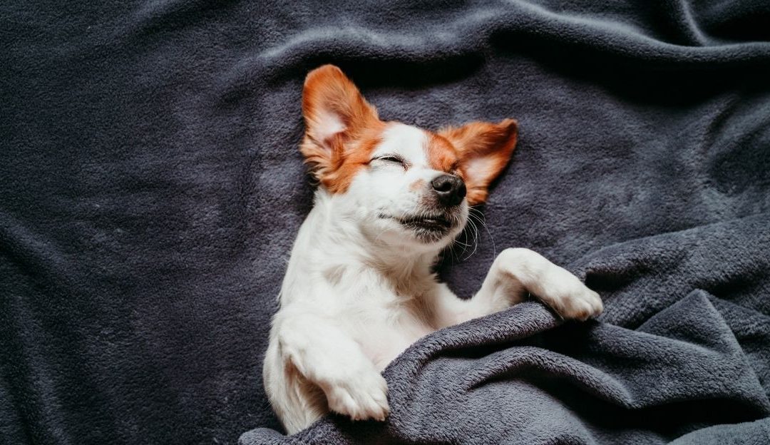 A dog sleeping peacefully, an illustration of a condition where passive incontinence occurs.