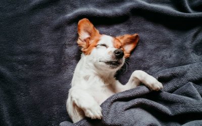 Estrogen in Dogs: Does Hormone Deficiency Cause Incontinence?