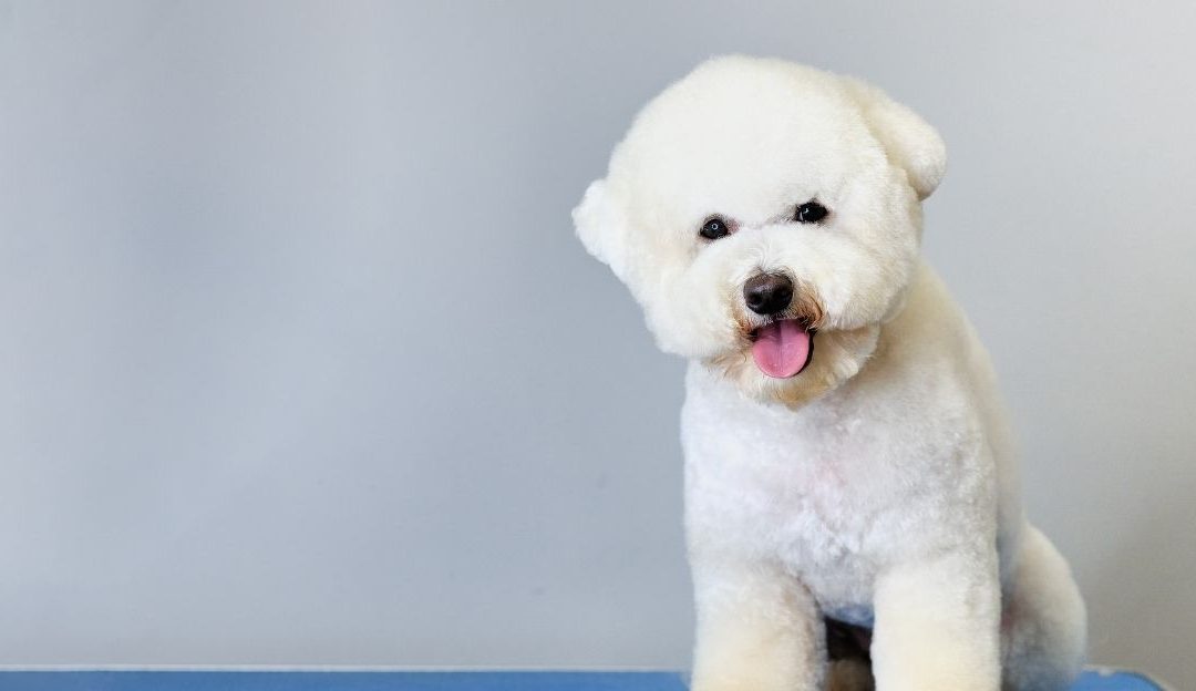 A happy Bichon with a perfectly groomed fluffy white coat.