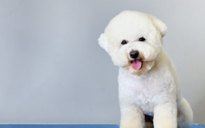 Bichon: Truths and Myths About Daily Brushing