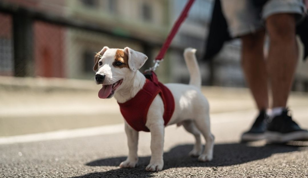 Why Does a Dog Collapse After a Walk: The Truth About Mental Fatigue