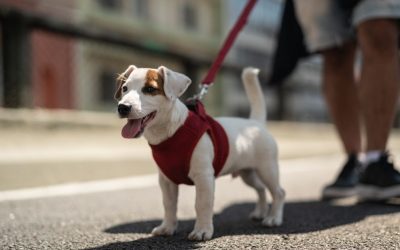 Why Does a Dog Collapse After a Walk: The Truth About Mental Fatigue