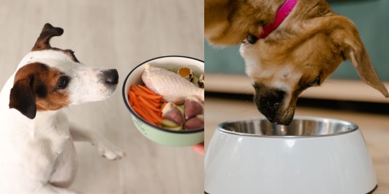Two different dogs stand next to their food bowls