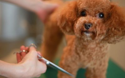 Creative Flow in Grooming: The Moment When Technique Ends and Magic Begins