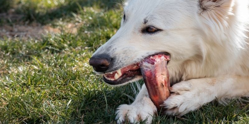 One fresh raw bone as a natural solution to help empty anal glands in dogs