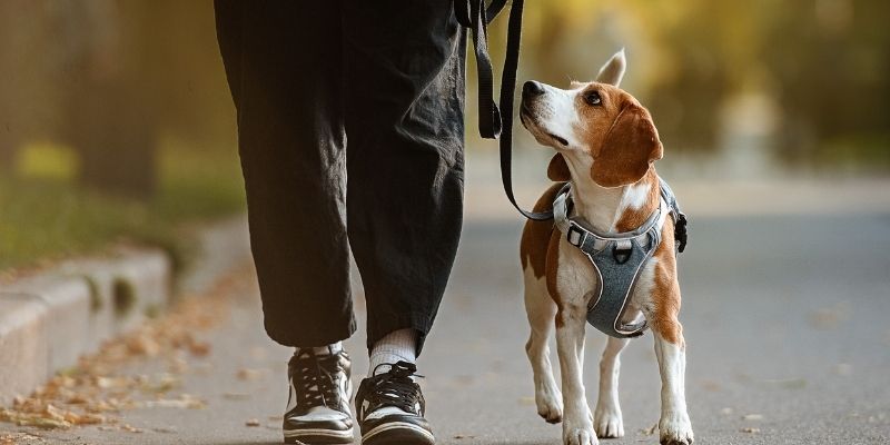 Dog and owner on a harmonious walk, symbolizing a relationship based on trust rather than conditioning.
