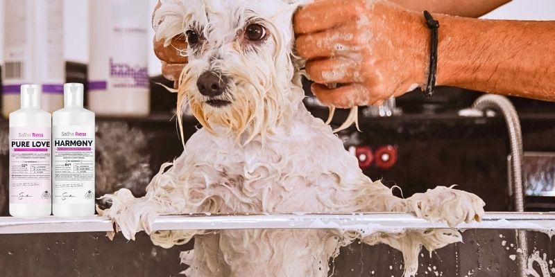 Professional shampoo and conditioner representing the correct process for bathing dogs