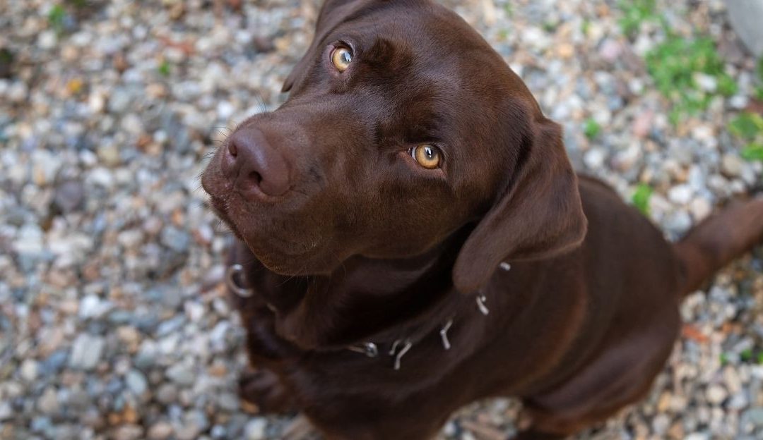 Does Reward Teach Your Dog or Create Trauma?