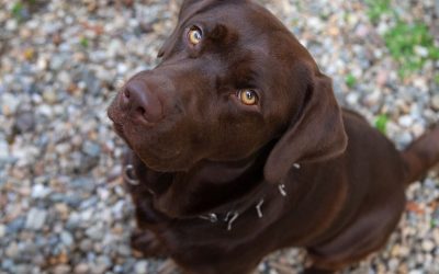 Does Reward Teach Your Dog or Create Trauma?