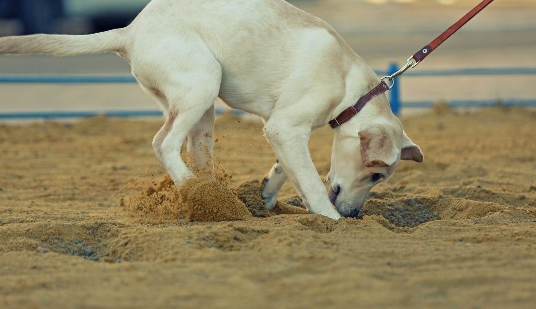 Bathing Dogs: Hygiene That Protects Internal Organs