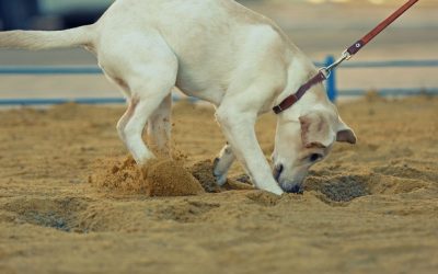 Bathing Dogs: Hygiene That Protects Internal Organs