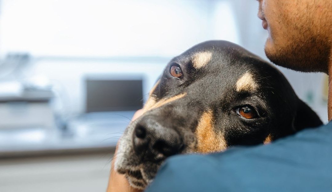 Between Love and the System: The Paradox of Veterinary Ethics